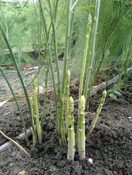 Fresh Asparagus Grade A OEM Available Customized Size Weight Package from Thailand Organic Premium Product s