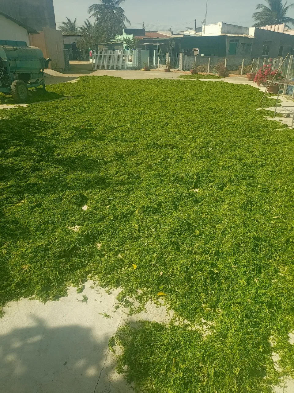 Bulk Organic Green Seaweed for Livestock Feed Sea cabbage/Hana +84 901 006 904