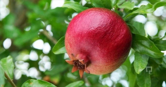 Wholesale price of Natural fresh Pomegranate