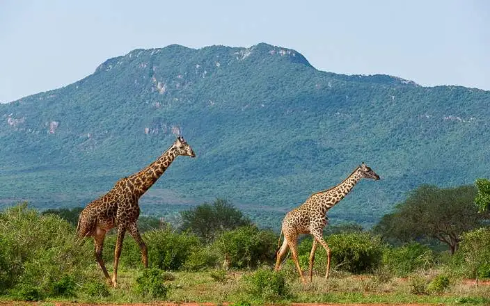 3 DAY TSAVO EAST AND WEST LUXURY SAFARI