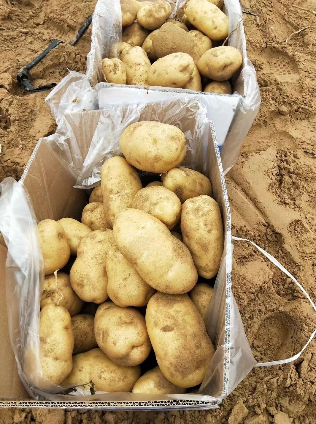China Hot Sale Fresh Potato Export