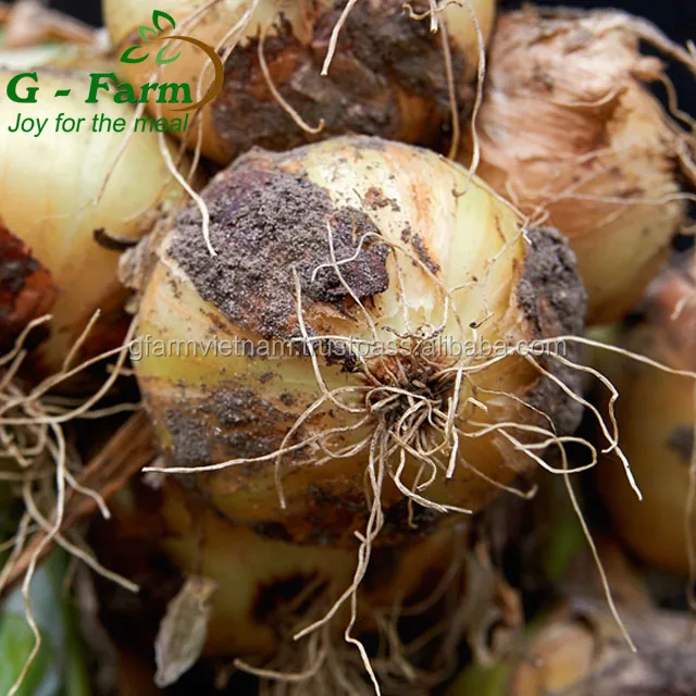 
Fresh red-white onion for sale from Vietnam 