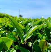 Порошок маття производство низкая цена органический порошок зеленого чая