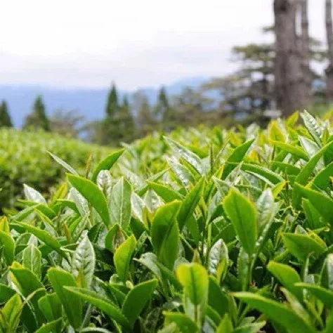 Vietnam Tieguanyin Oolong Tea Leaves 600g Wholesale OEM ODM Franchise For Sale