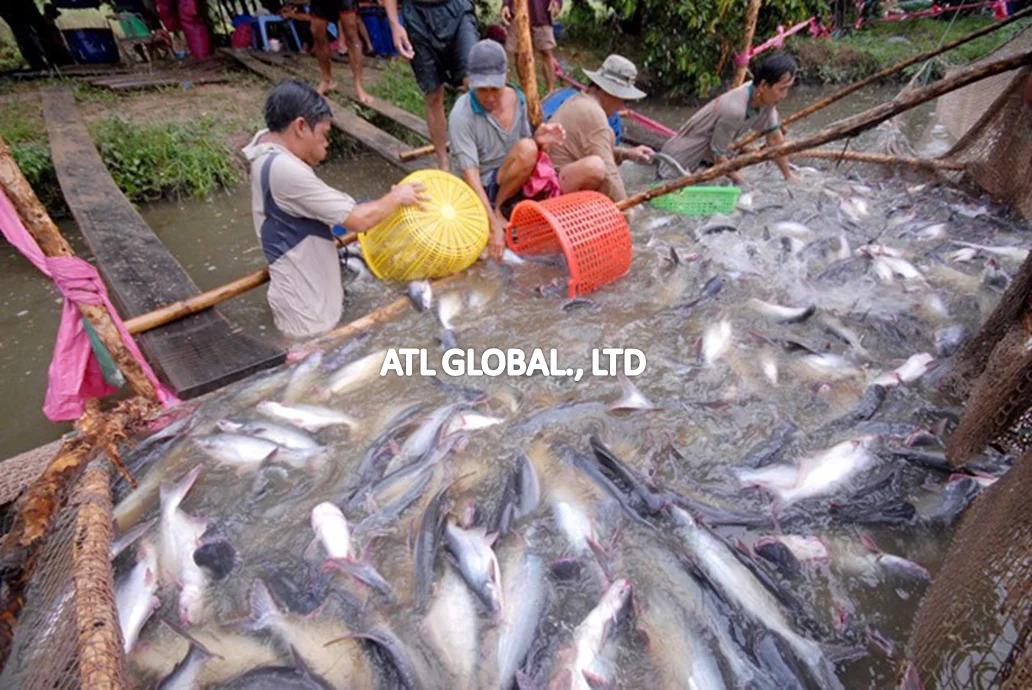 Шпажки ATL GLOBAL-маринованные PANGASIUS (PARLEY) высокого качества из Вьетнама (Whatsapp: + 84975262928 Хелен)