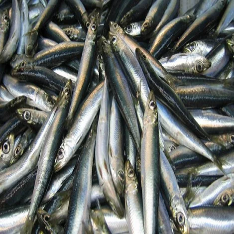 Dried Salted Herring fish/Hilsa TorI AMBER