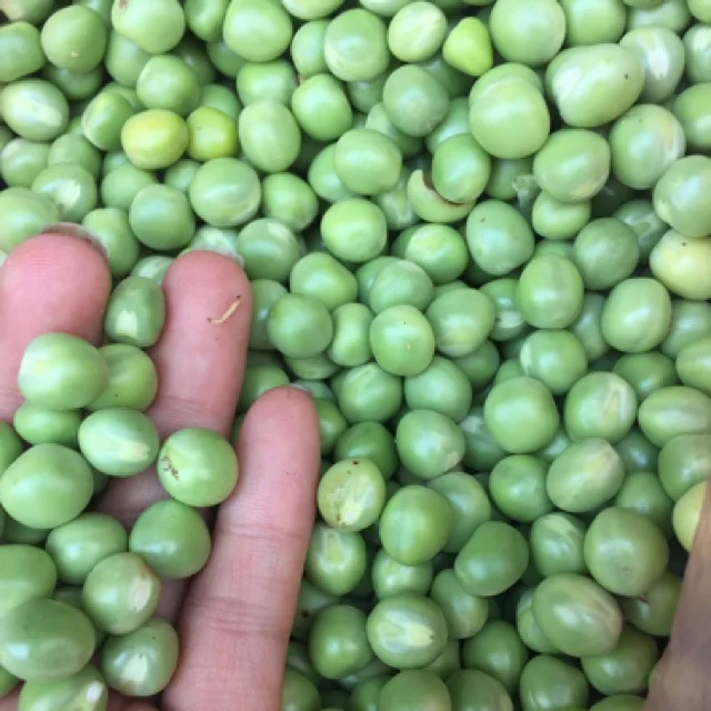 
Italian Fresh Green Pea / EDNA +84 919 04 5050 