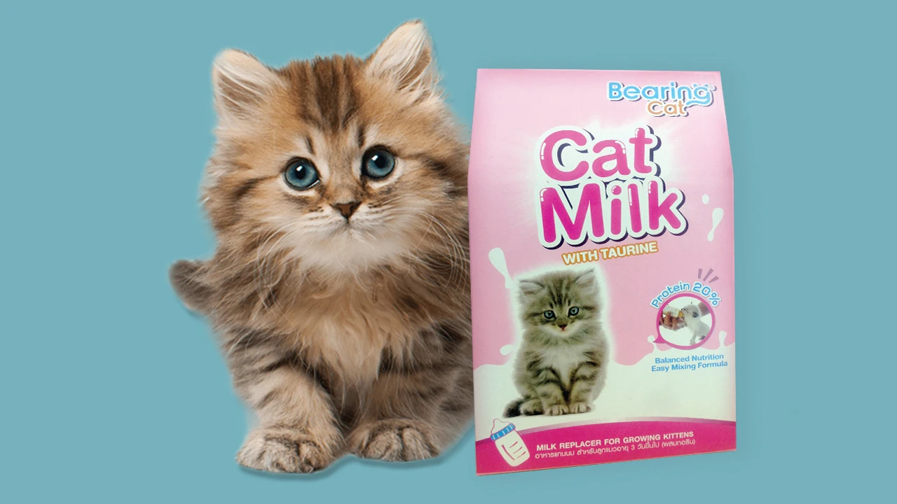 Cat milk.jpg
