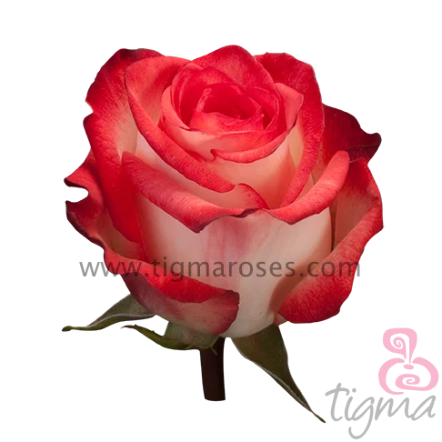 Розовые разнообразные Румяна Прямая Эквадор Ферма Свежий длинный Цветок стебля для свадьбы оптом