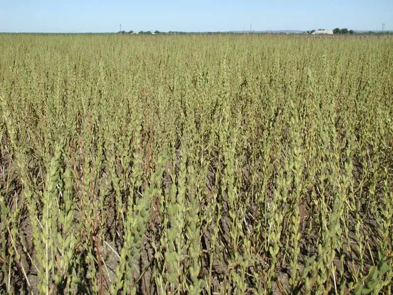 EGYPTIAN Golden Sesame Seeds SORTEX QUALITY 99.9 % 2022