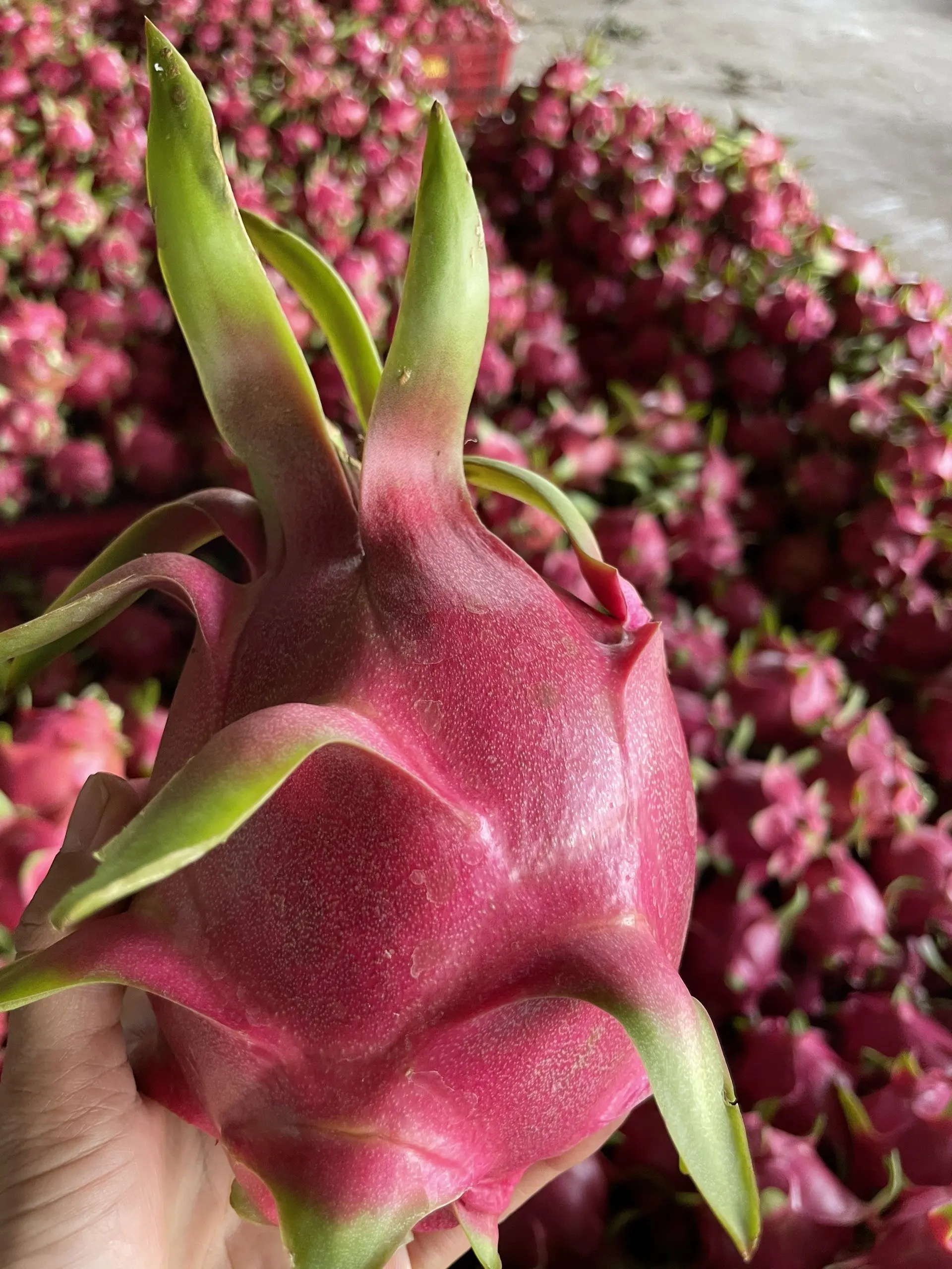 
Viet Nam Dragon Fruit Hylocereus polyrhizus - rich nutrition pitaya high quality red skin wholesale price free tax to EU Korea 
