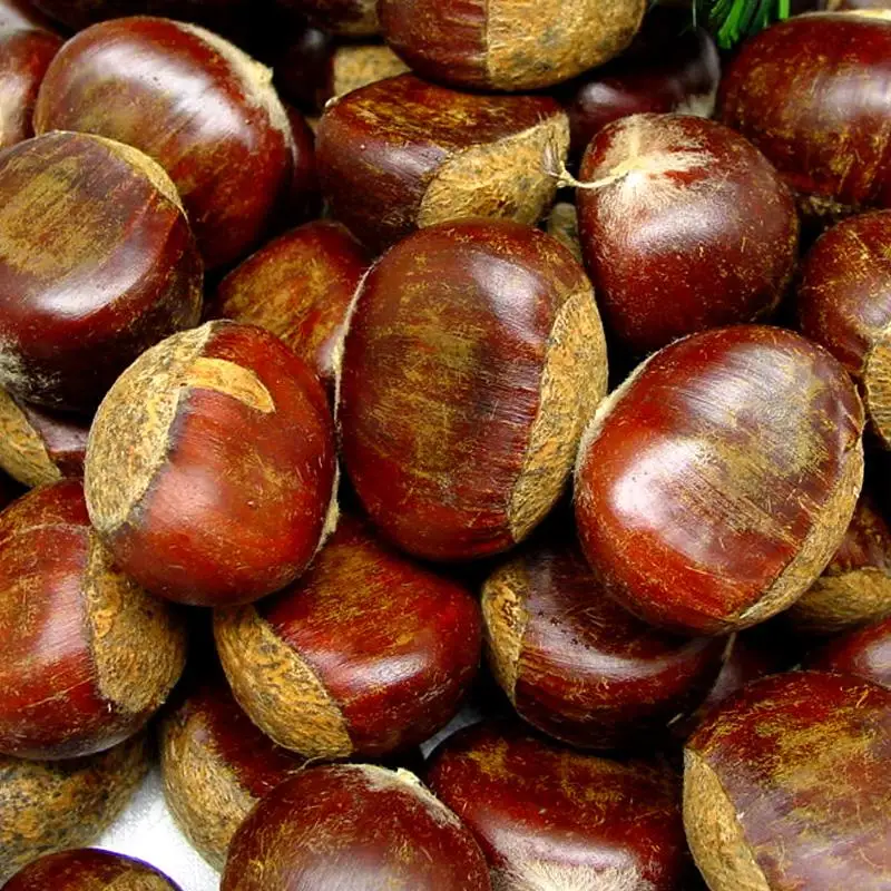 Delicious Bulk raw chestnuts,dried chestnuts Wholesale