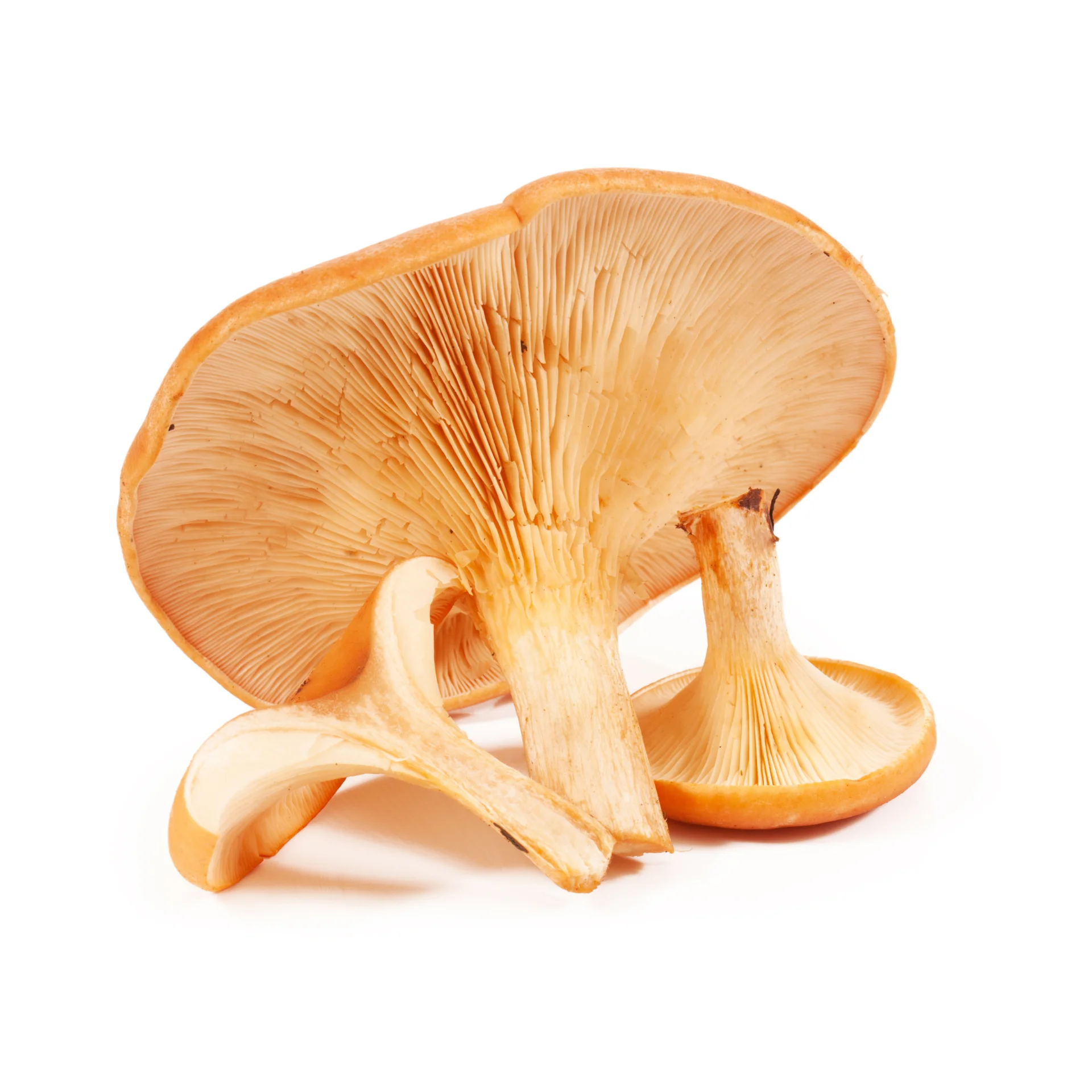 Oyester грибы нижнее белье высокого качества