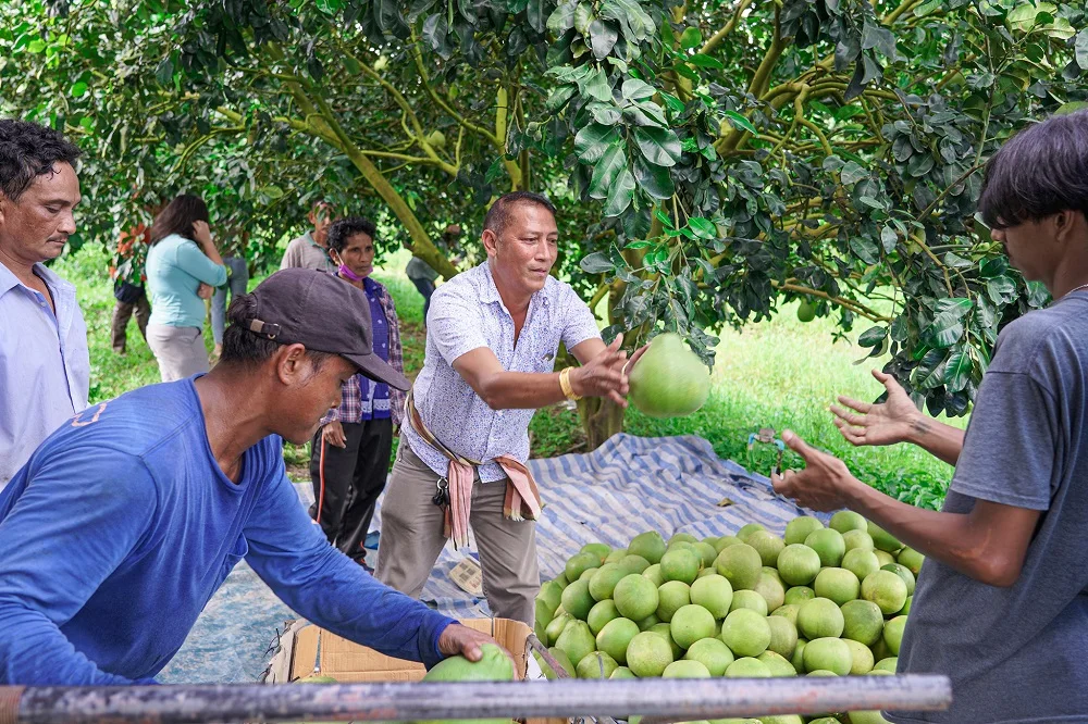 Thailand Fresh Natural Siam Ruby Pomelo Tubtim Siam Citrus With 100% Organic Good For Health
