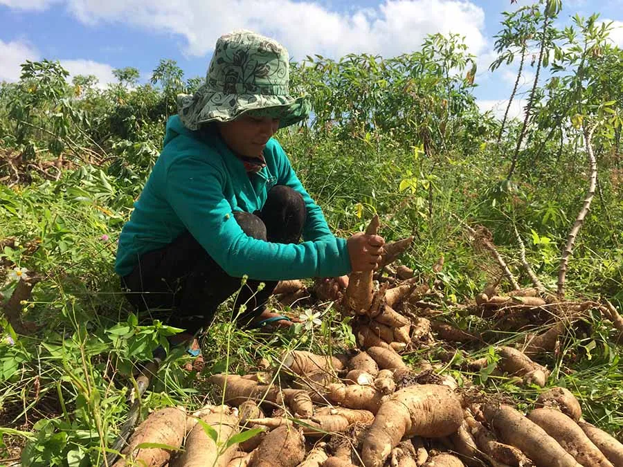 Натуральная кассава для экспорта свежая вьетнамская кассава/гор + 84708671245
