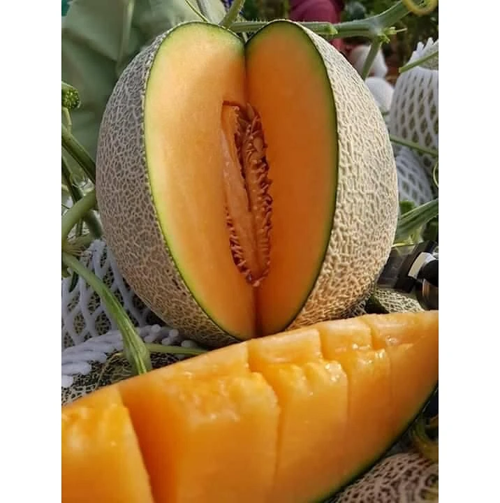 Высокое качество и Лучшая цена, канталупа/Фруктовая дыня, сделано во Вьетнаме