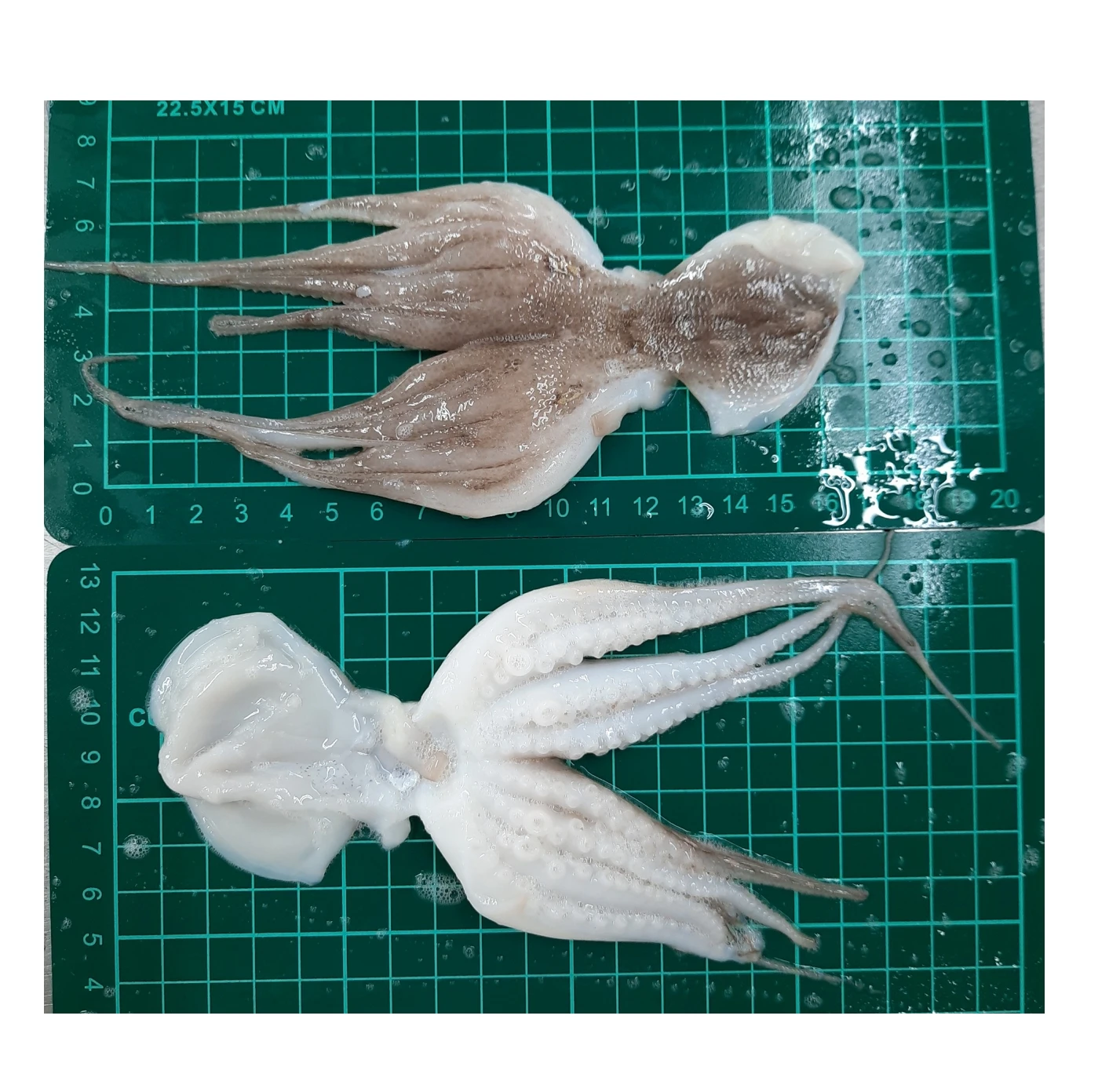 
Hot Sale Frozen Octopus Open Cut 