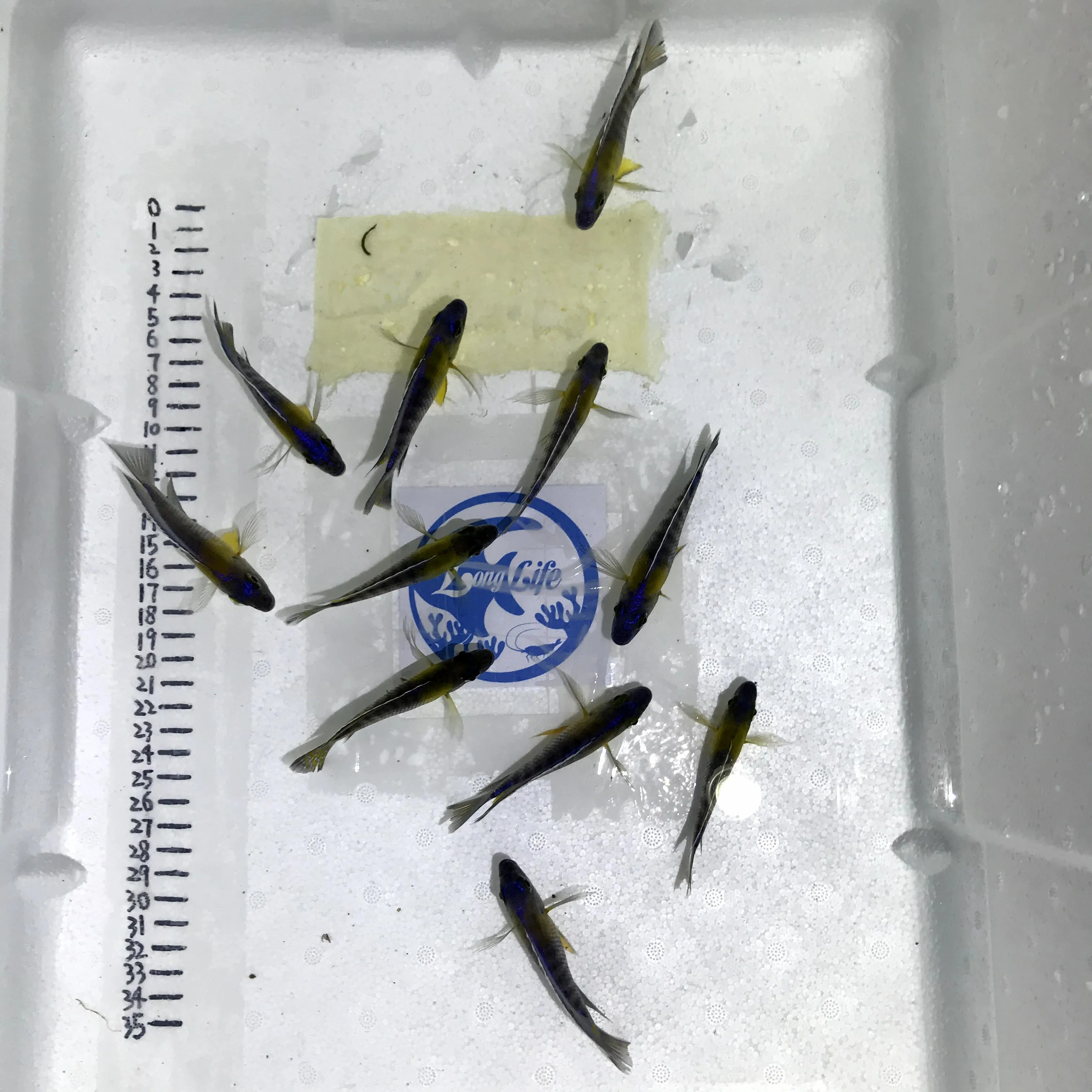 
Farm bred Aulonocara Stuartgranti 