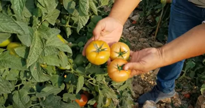 WHOLESALE Natural Red GREEN Fresh Tomatoes Mature Tomato Best Quality For Wholesale