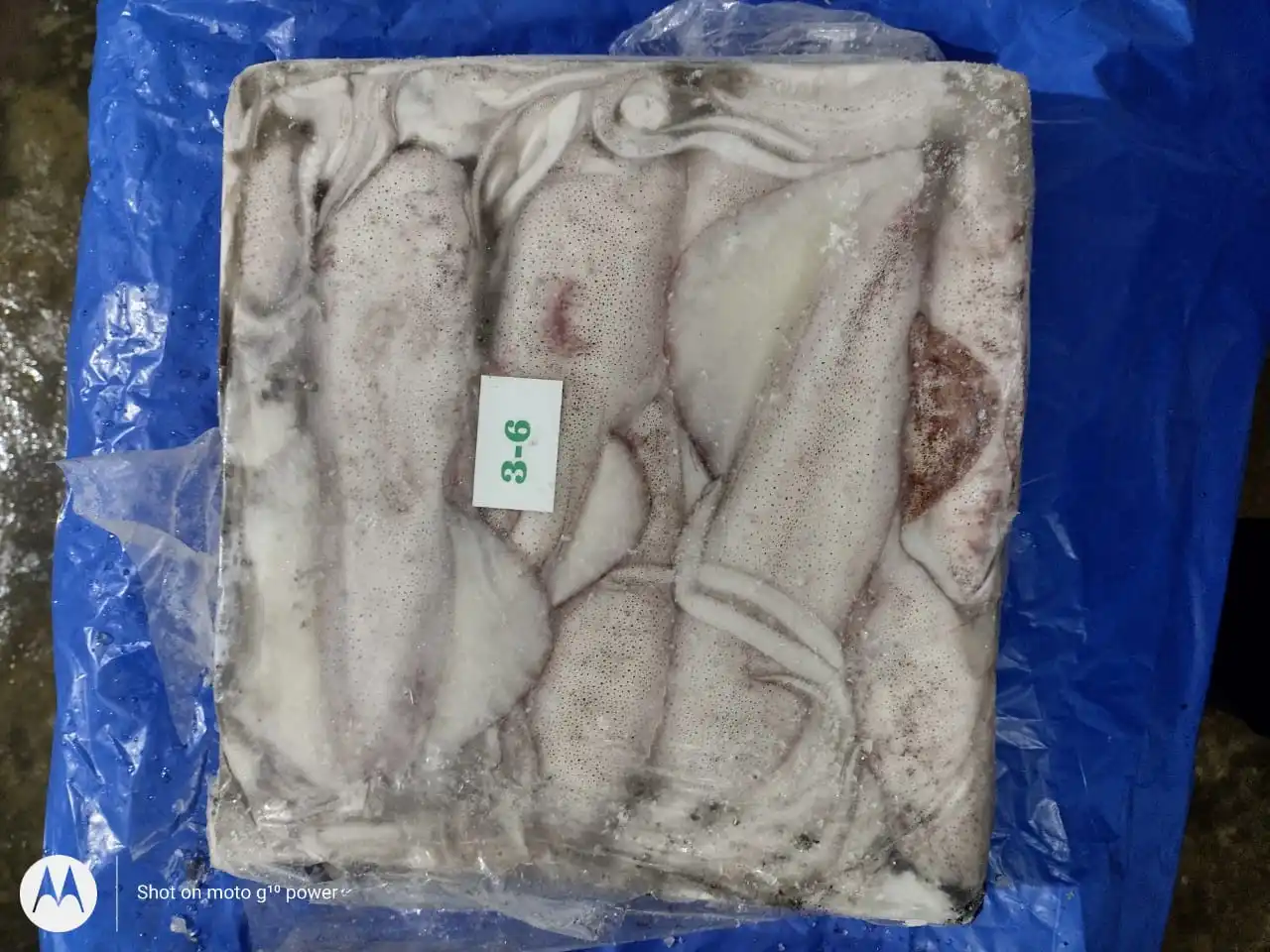 Высшее качество замороженный лолиго кальмар цельный круглый блок из Индии размер U/3 3/6 6/10