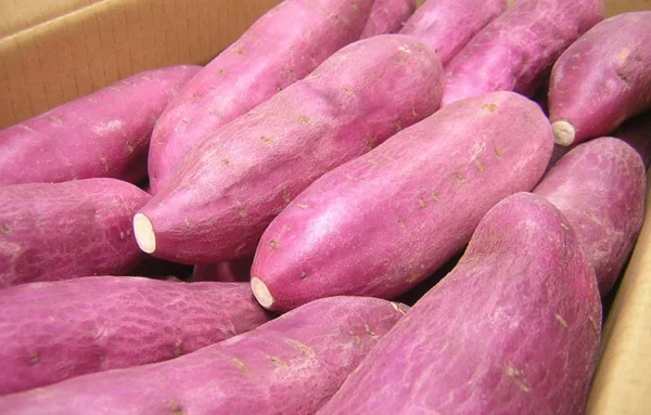  Экспорт продукции // японский сладкий картофель мед YAM из Вьетнама для оптовой продажи/Ms Sofia + 84 789946878
