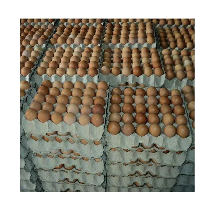 
Premium Quality Chicken Table Eggs Brown And White Shell Chicken Egg Bitumen Available for sale 