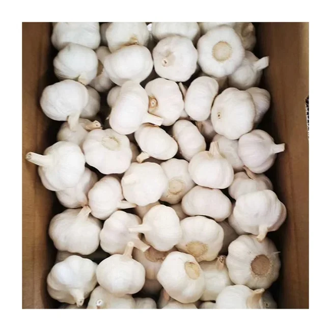 
fresh garlic and ginger fresh garlic importer normal white pure white garlic price in china 