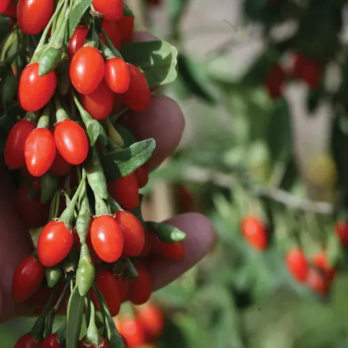 Goji Berries for sale