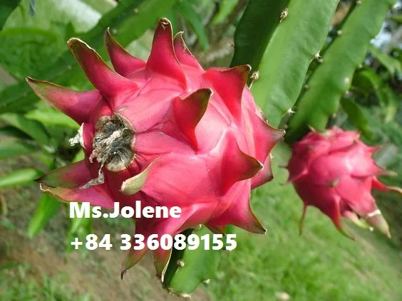 Вьетнамский фрукт дракона по более низкой цене и высокого качества/Jolene + 84 336089155