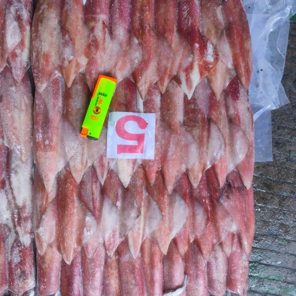 FROZEN INDONESIAN SQUID CHEAP FACTORY PRICE INDIAN SUPPLY