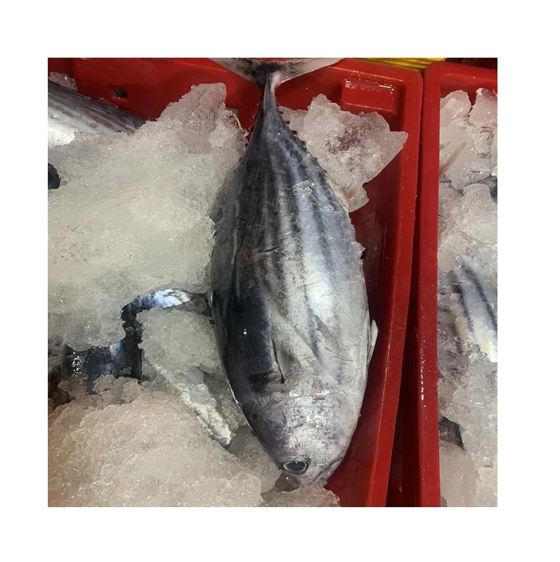 Best quality frozen whole round striped tuna from Viet Nam