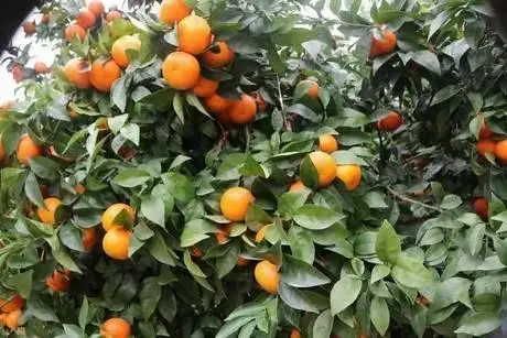 Natural Fresh Orange | Egyptian Origin | High Quality and Wholesale Price