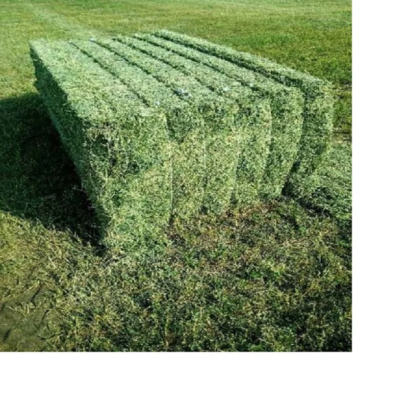  Premium Quality Alfalfa Hay