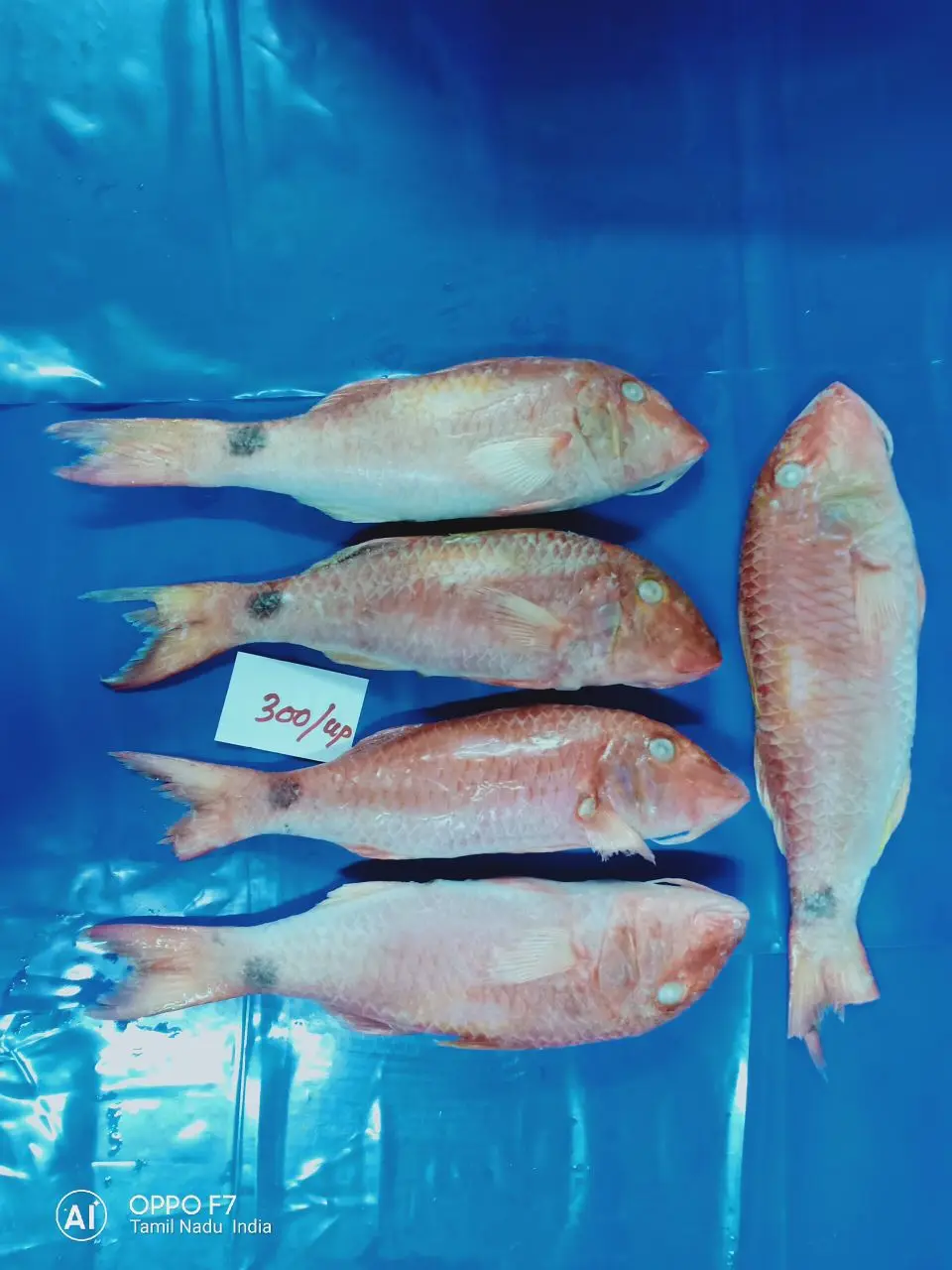 
FROZEN RED MULLET WHOLE 