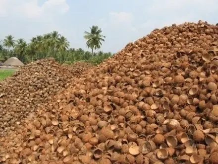 Raw Coconut With Best Quality/Cheap Raw Coconut Shells for making charcoal from Vietnam
