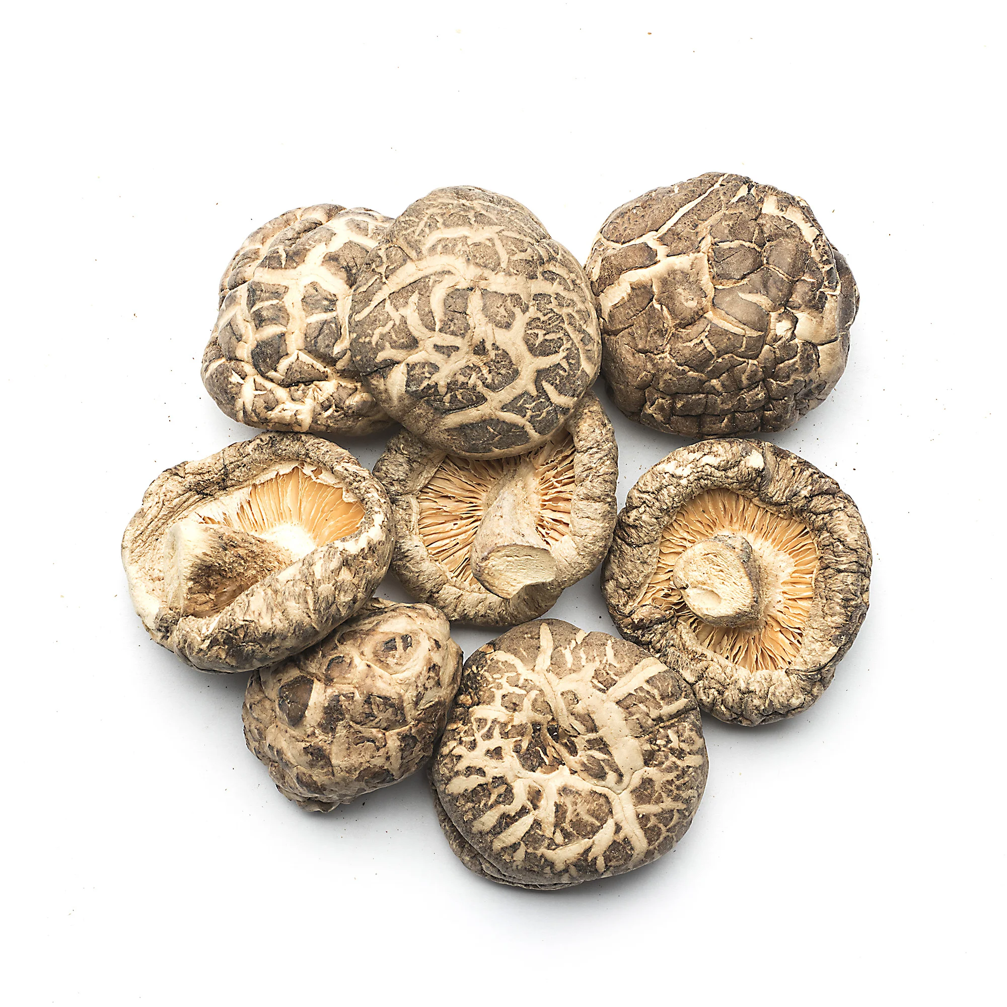 Dry shiitake mushroom for wholesale price