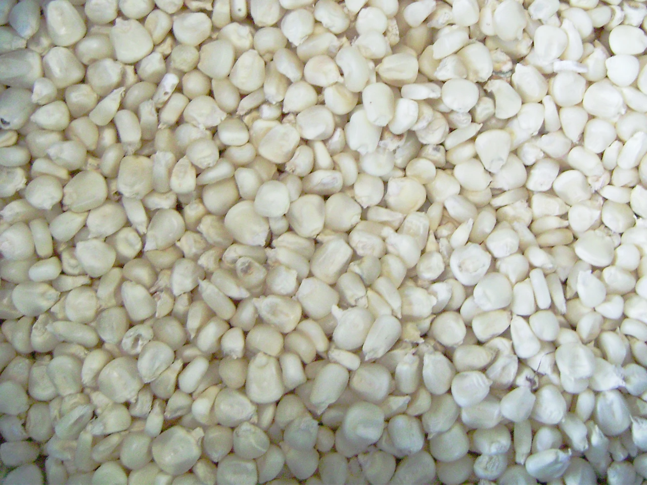 CHEAP PRICE WHITE MAIZE