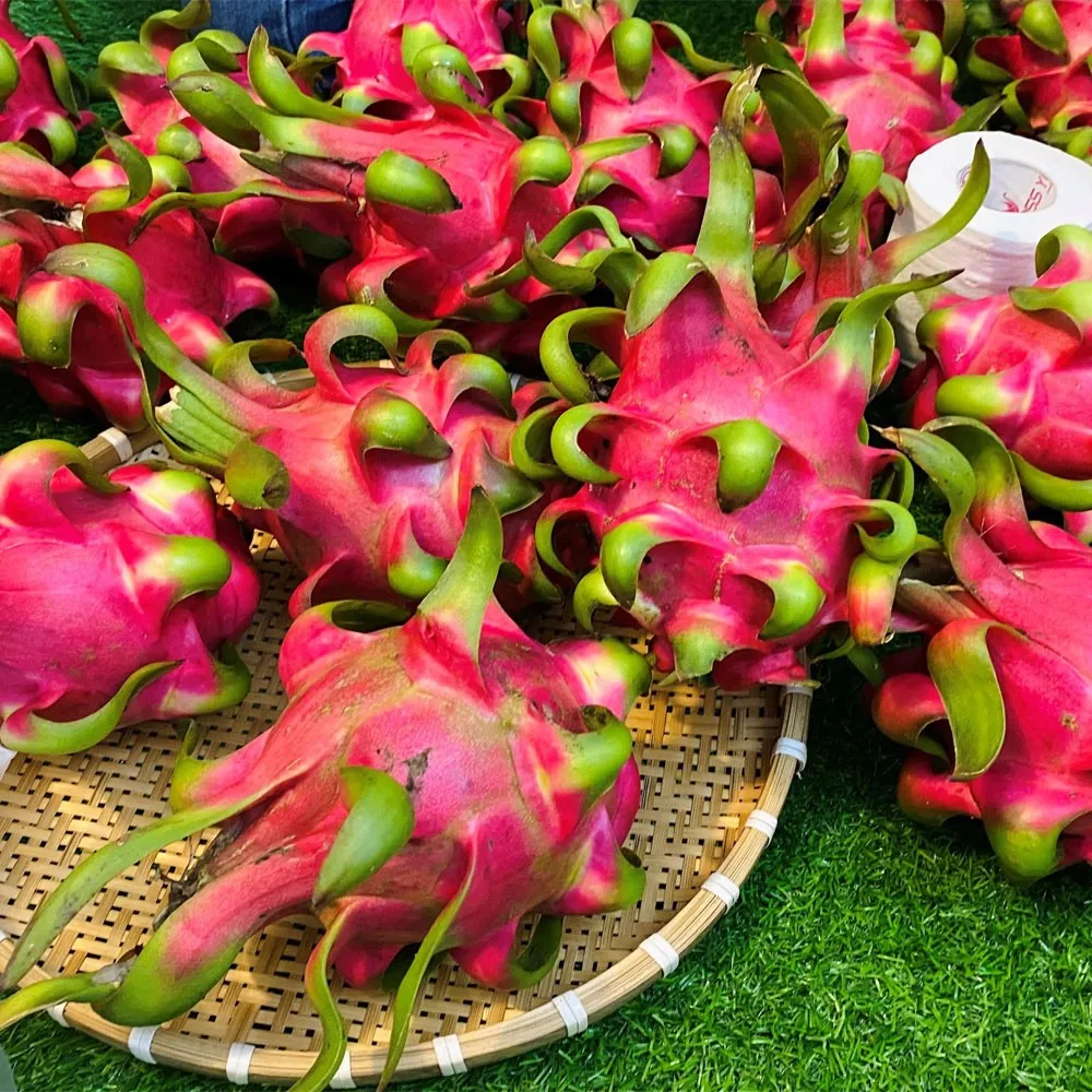 Свежие красные стрекозы из Вьетнама по лучшей цене на экспорт-VietGAP и GlobalGAP стандартов в сельскохозяйственном производстве