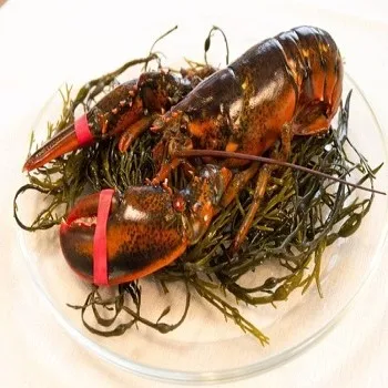 Delicious Seafood Products Wild Live Panulirus Interruptus Red Spiny Lobster