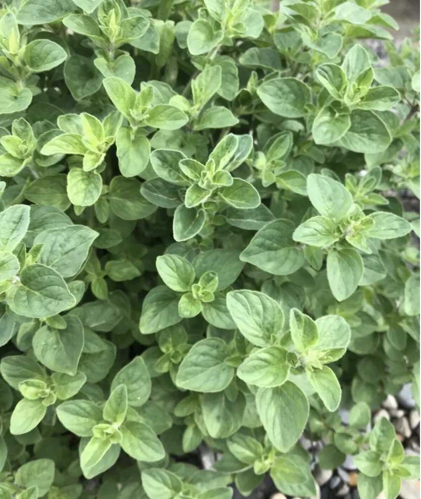 Organic dried herbs OREGANO dehydrated herb spice seasoning condiment Made in Italy