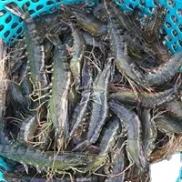 Black Tiger Shrimps Fresh Head On Shell On Net Weight Net Count Custom Packing Best Quality Size U-20 Master Seafood Product