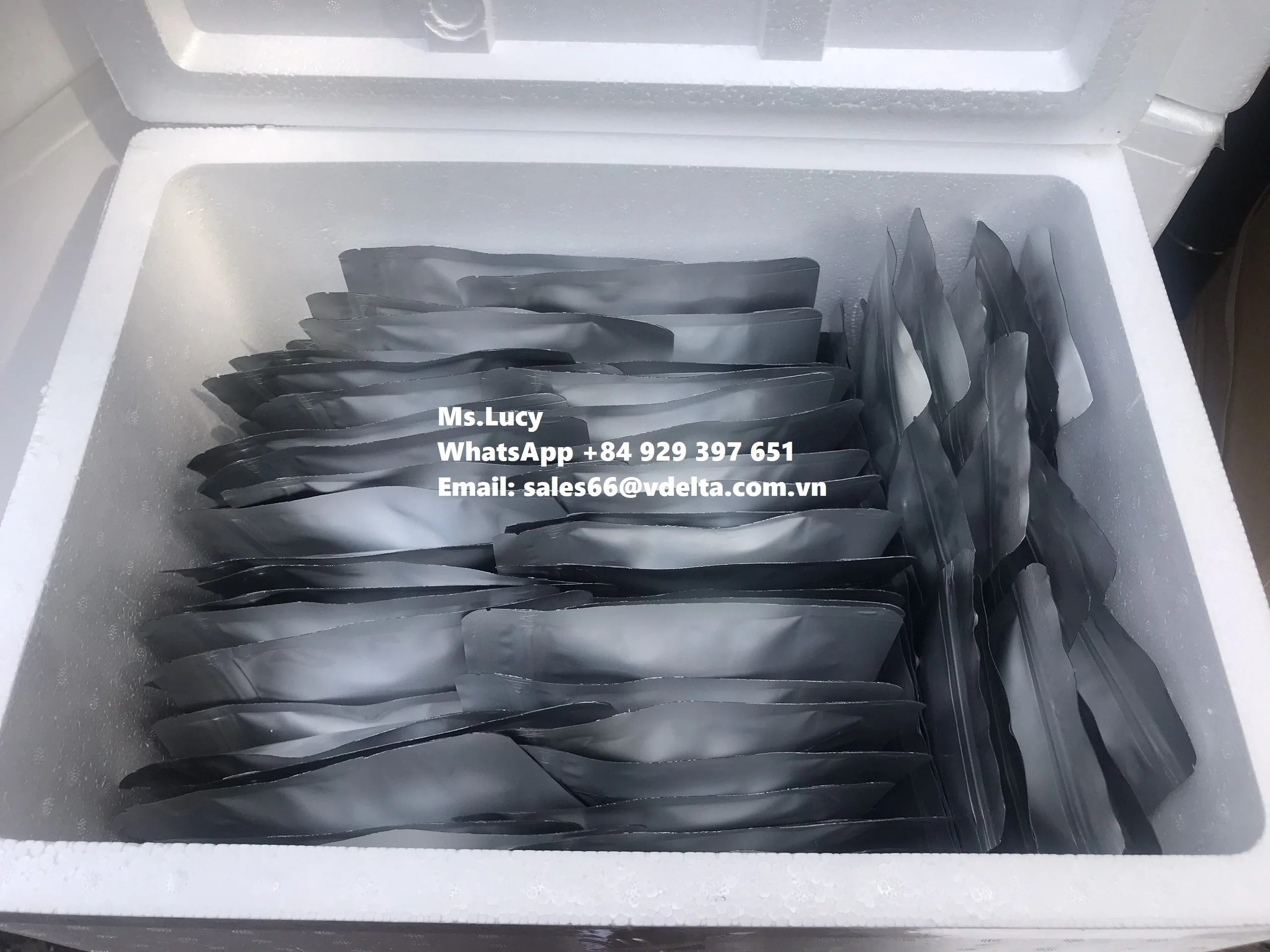 Export Bulk Sea Grapes/ 100% Natural Sea Grapes  +84 929 397 651
