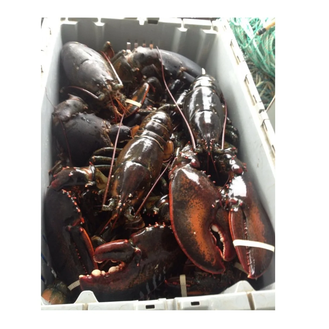 Лучший продавец морепродуктов с лобстерами по низкой цене