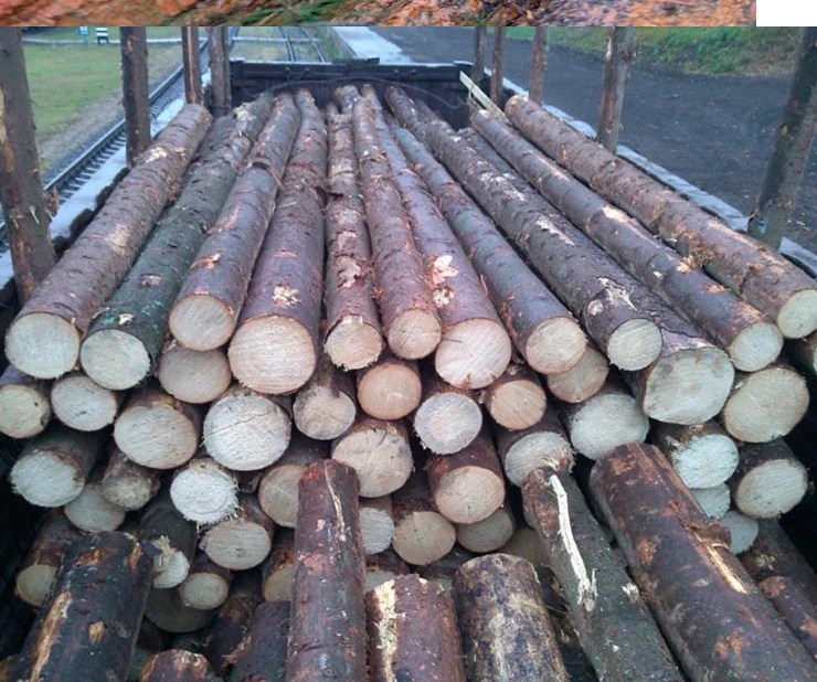 Raw  cut Beech Logs , Cherry Logs, Birch Logs for sale/western red cedar logs for sale