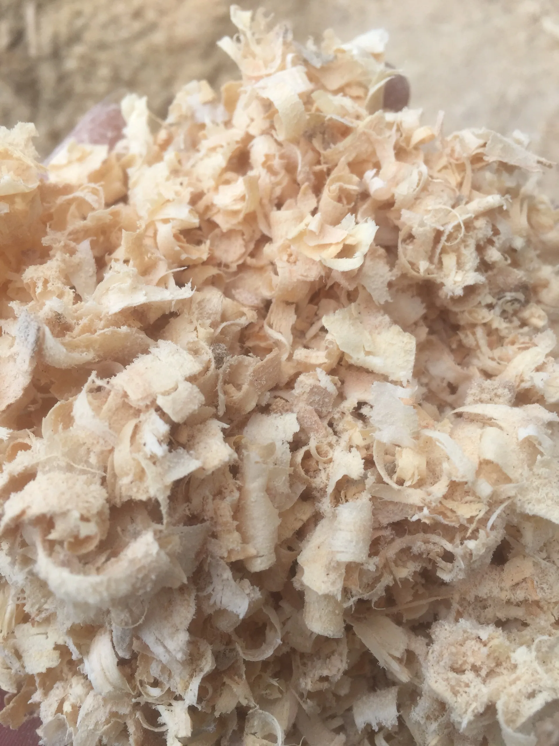 100% ACACIA WOOD SHAVINGS for CHICKEN BEDDING / PINE WOOD SHAVINGS for HORSE WHATSAPP: +84911406611