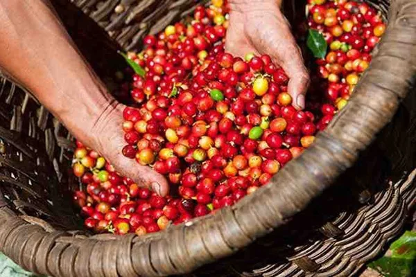 Высококачественный коммерческий КОФЕ Robusta из Вьетнама с различными вкусами продукт на заказ по