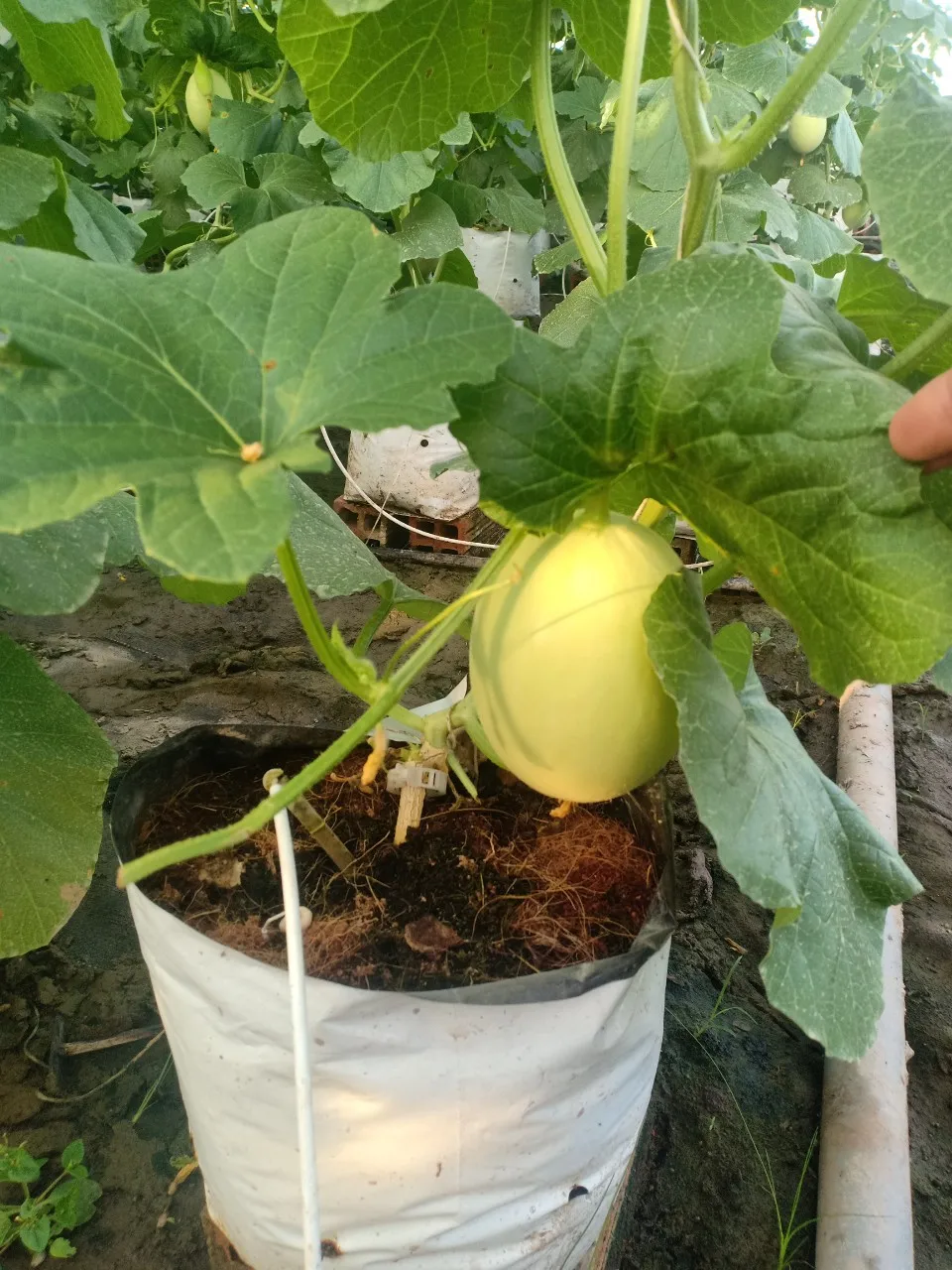  Оптовая цена Высококачественная фруктовая Дыня/канталупа из Вьетнама