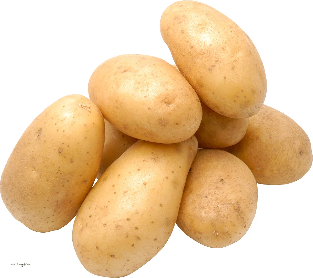 Best Quality Organic Yellow Skin Potatoes Fresh Sweet-Tasting Export- Oriented Bangladesh Cultivated Care Pattern Low Price!