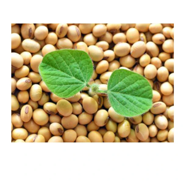 Wholesale Soybean Seeds Non GMO Soybean Seed Price Natural Organic Soybeans Price for Sale