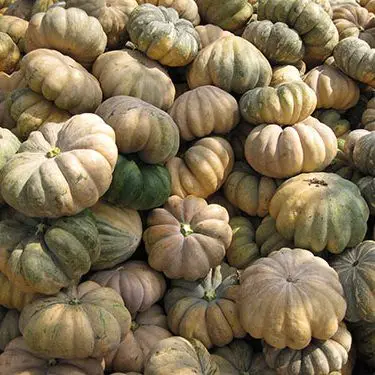 VIETNAM FRESH PUMPKINS   THOMAS +84961478592